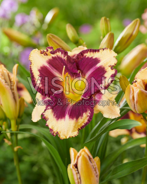 Hemerocallis Moussaka