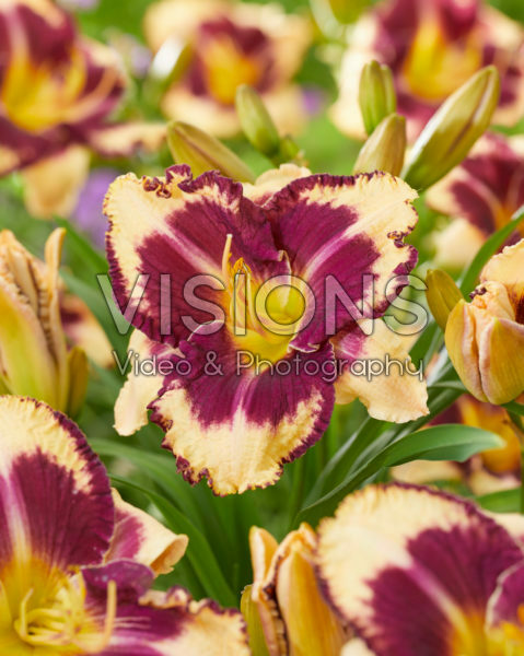 Hemerocallis Moussaka Hemerocallis Moussaka