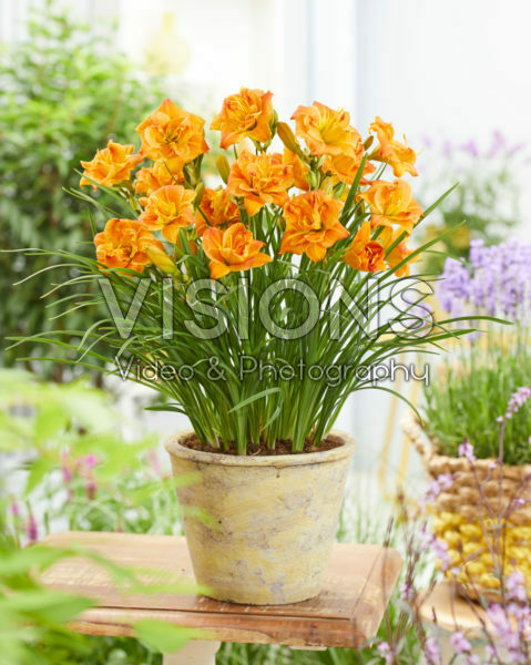 Hemerocallis Double Orange Zephyr Hemerocallis Double Orange Zephyr