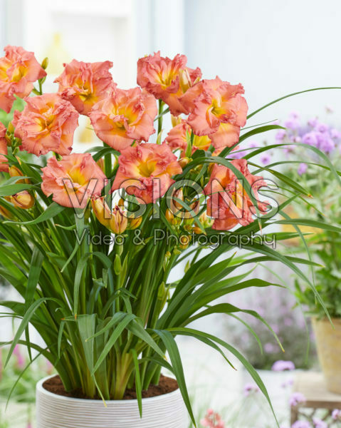 Hemerocallis Double Pink Zephyr Hemerocallis Double Pink Zephyr