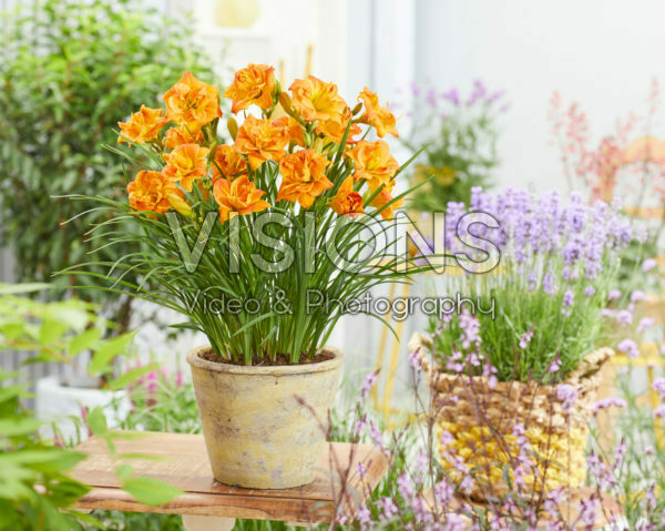 Hemerocallis Double Orange Zephyr Hemerocallis Double Orange Zephyr