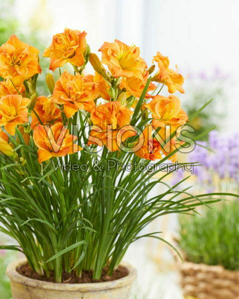 Hemerocallis Double Orange Zephyr Hemerocallis Double Orange Zephyr