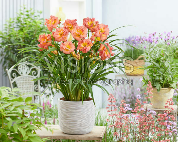 Hemerocallis Double Pink Zephyr