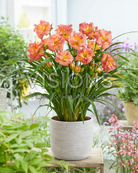 Hemerocallis Double Rose - 43265 Hemerocallis Double Rose - 43265