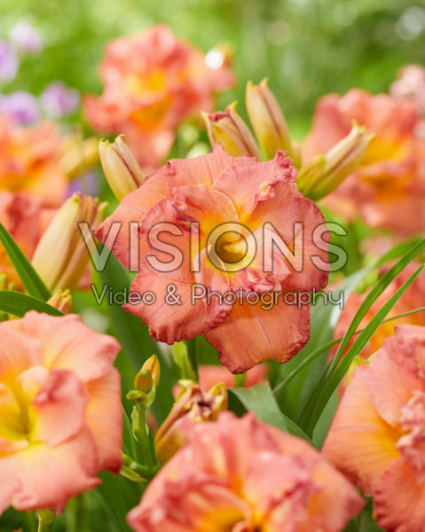 Hemerocallis Double Pink Zephyr Hemerocallis Double Pink Zephyr