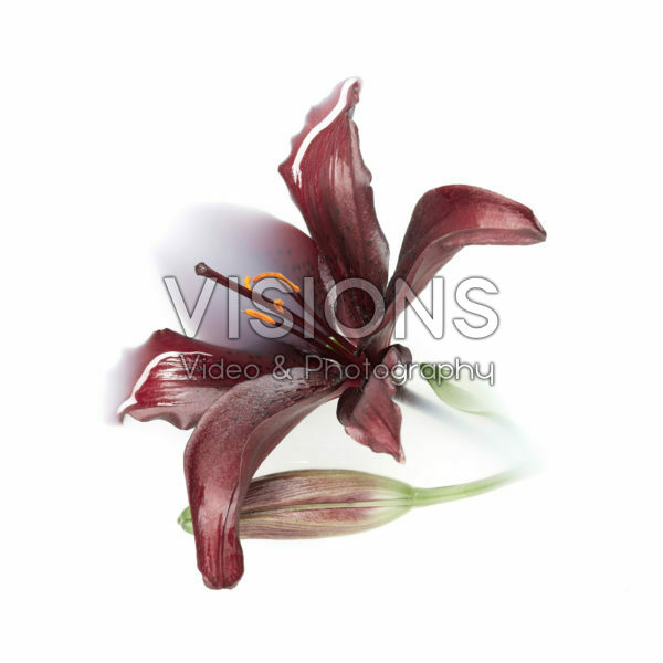 Lilium bloem Lilium bloem