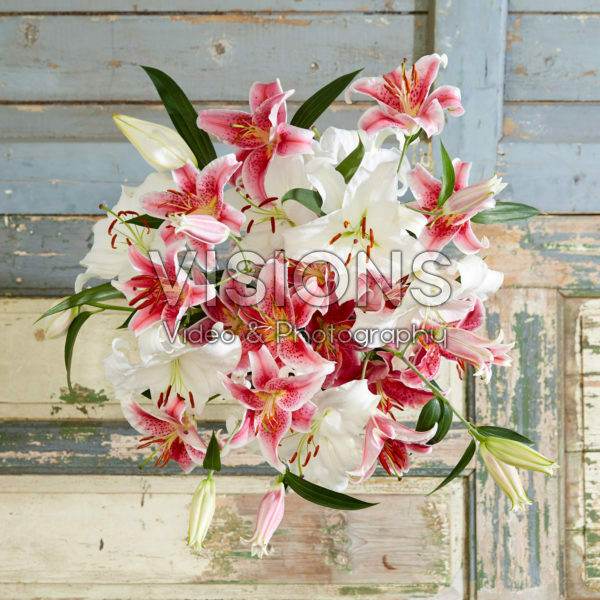 Lilium Star Gazer, Casa Blanca Lilium Star Gazer, Casa Blanca
