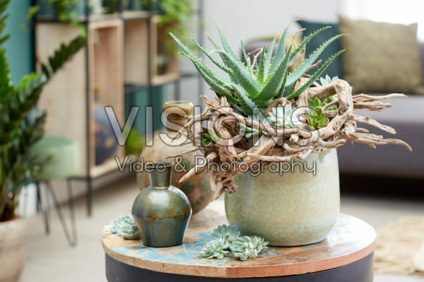 Aloe arrangement Aloe arrangement