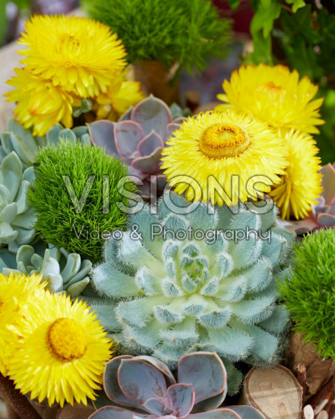 Helichrysum en Echeveria arrangement
