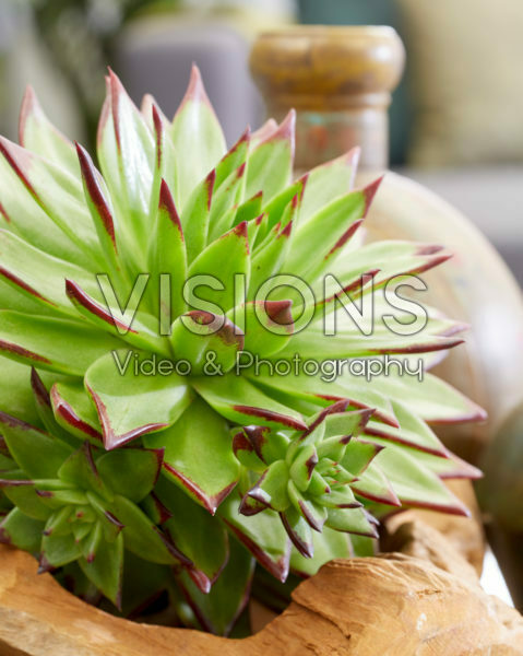 Echeveria arrangement