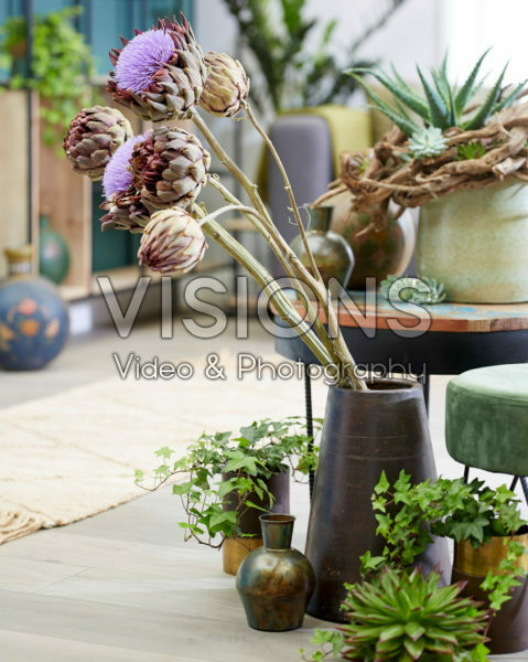 Cynara scolymus Cynara scolymus