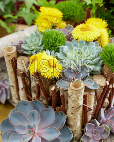 Helichrysum and Echeveria arrangement Helichrysum and Echeveria arrangement