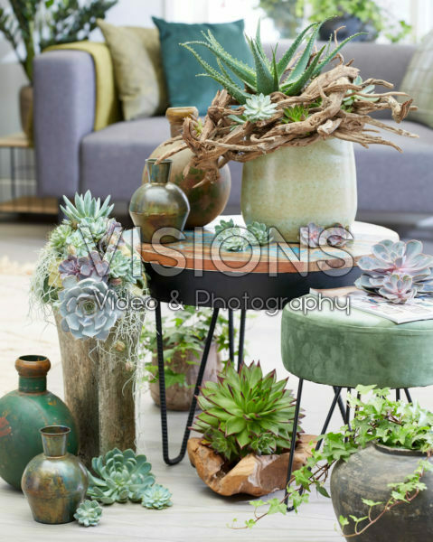 Echeveria collectie Echeveria collectie
