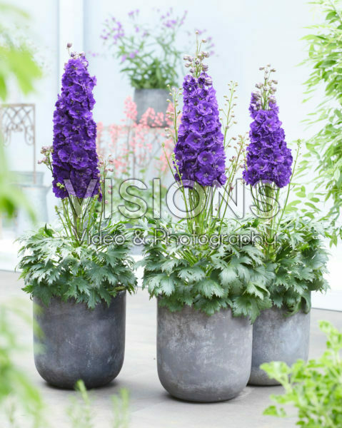 Delphinium Black Velvet Delphinium Black Velvet