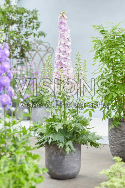 Delphinium Turkish Delight Delphinium Turkish Delight