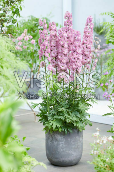 Delphinium Highlander® Flamenco