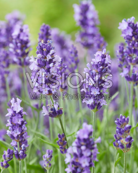 Lavandula angustifolia BeeZee Dark Blue Lavandula angustifolia BeeZee Dark Blue