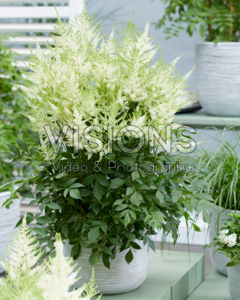 Astilbe Mojito Astilbe Mojito