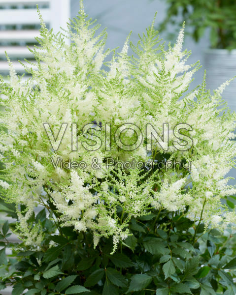 Astilbe Mojito Astilbe Mojito