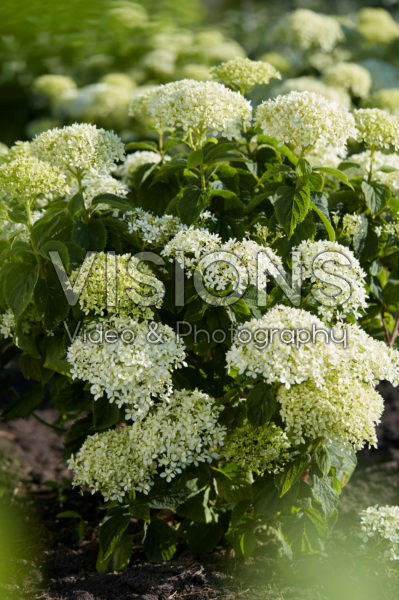 Hydrangea arborescens BellaRagazza® Limetta Hydrangea arborescens BellaRagazza® Limetta