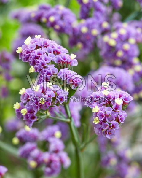 Limonium Sinzii™ Lavenderish