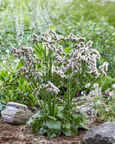 Limonium Sinzii™ Silverish