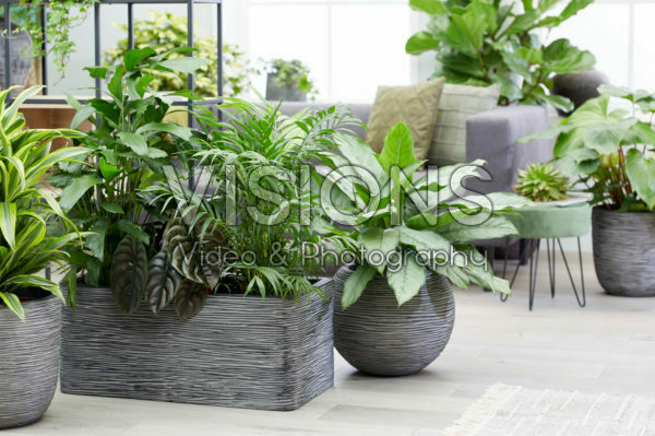 Kamerplanten collectie Kamerplanten collectie