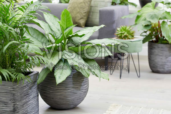 Aglaonema B.J. Freedman Aglaonema B.J. Freedman