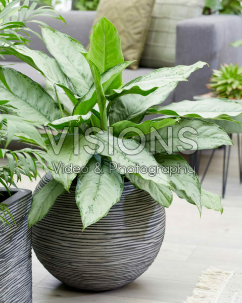 Aglaonema B.J. Freedman Aglaonema B.J. Freedman