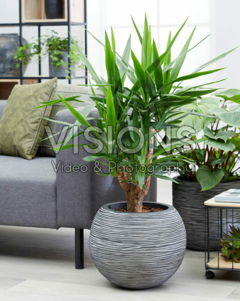 Yucca Yucca