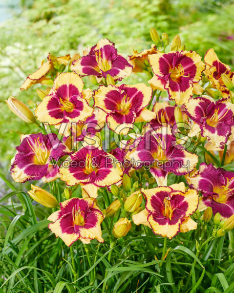 Hemerocallis Tiger Blood, Grape Sherbert Hemerocallis Tiger Blood, Grape Sherbert