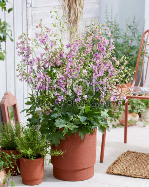 Delphinium Bella Andes Lavender Delphinium Bella Andes Lavender