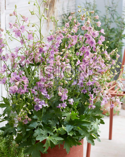 Delphinium Bella Andes Lavender Delphinium Bella Andes Lavender
