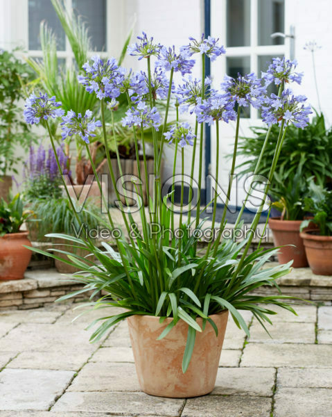 Agapanthus Vallée de la Belle