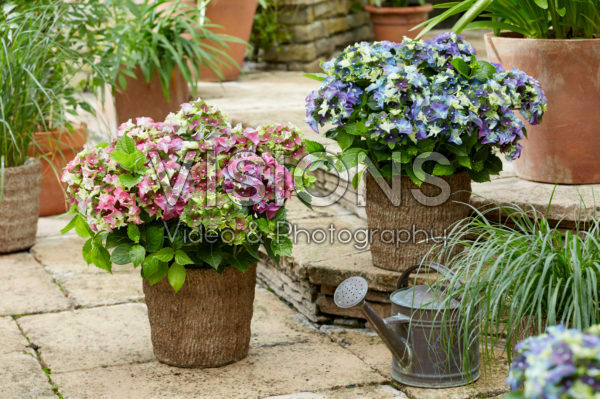 Hydrangea macrophylla Lady Mata Hari® Pink and Blue