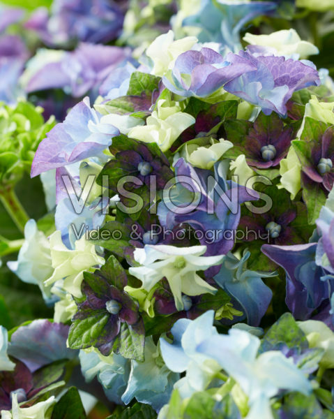 Hydrangea macrophylla Lady Mata Hari® Blue
