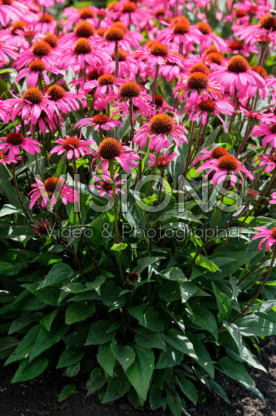 Echinacea Mooodz® Awake