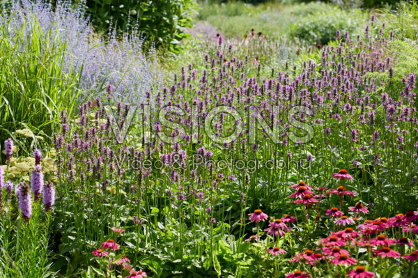 Stachys officinalis Hummelo Stachys officinalis Hummelo