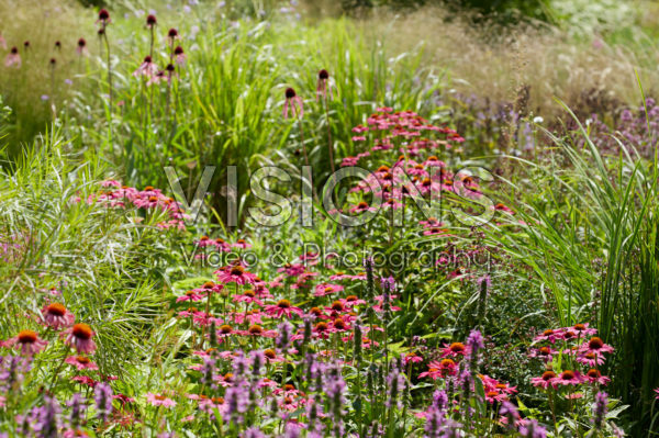 Echinacea purpurea Fatal Attraction