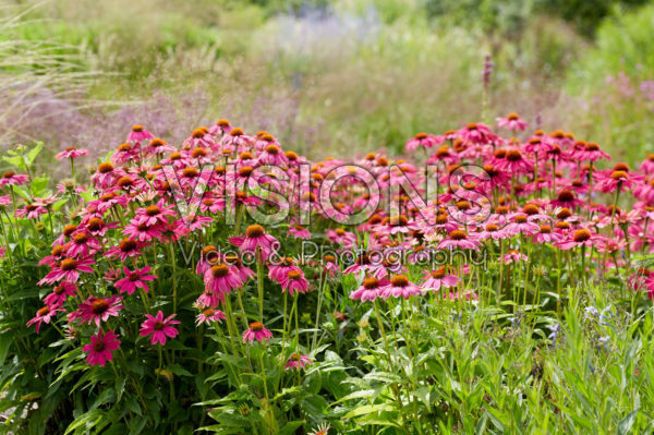 Echinacea purpurea Fatal Attraction | Visions Pictures