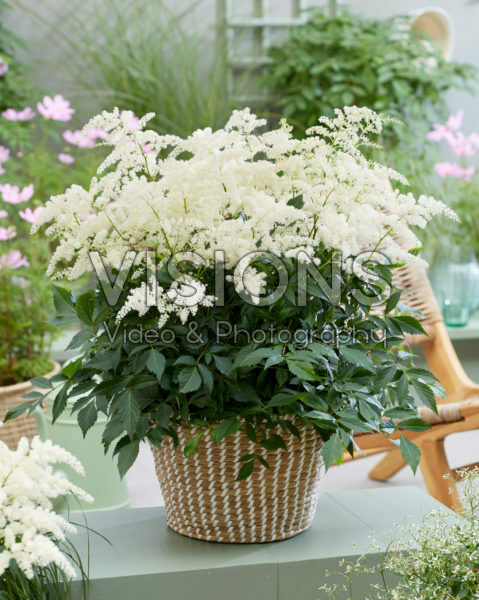 Astilbe Fireworks White Astilbe Fireworks White