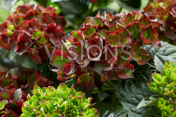 Hydrangea RoCo Black Knight Hydrangea RoCo Black Knight