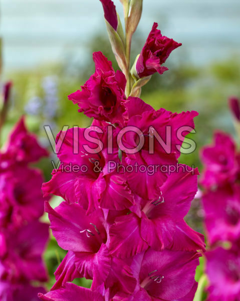 Gladiolus Palermo Gladiolus Palermo