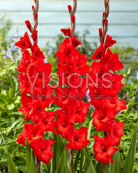Gladiolus Flevo Signal