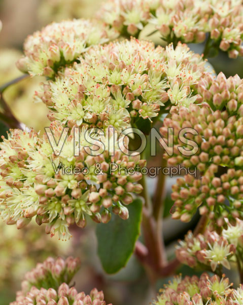 Sedum Banana Split Sedum Banana Split