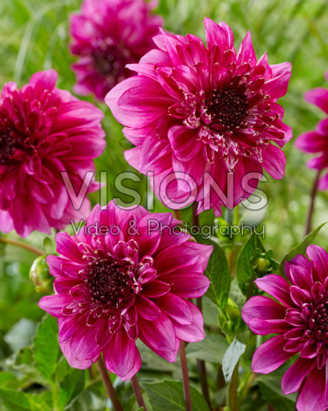 Dahlia Richards Fortune