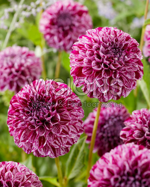 Dahlia Marble Ball