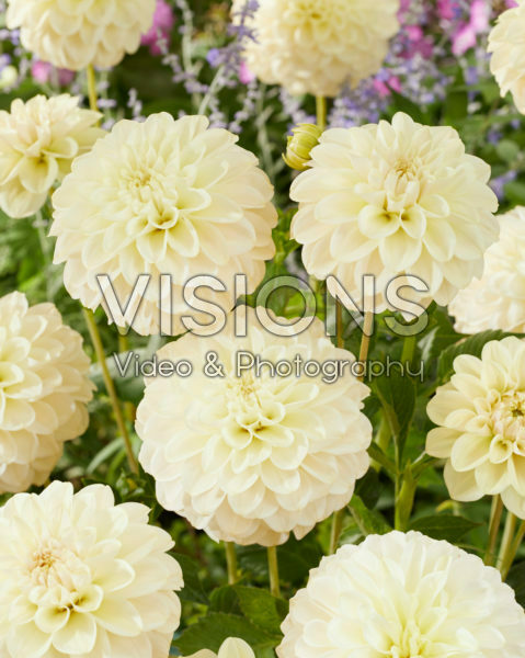 Dahlia Caramel Antique Dahlia Caramel Antique