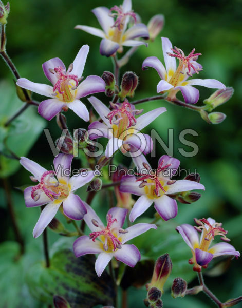 Tricyrtis Tojen Tricyrtis Tojen