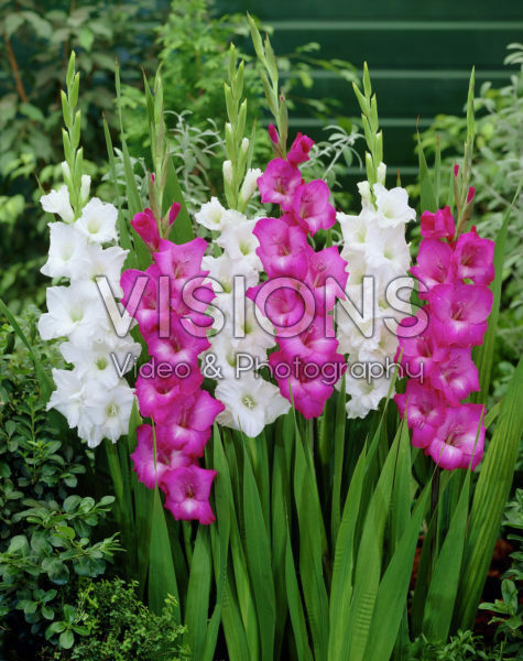 Gladiolus pink, white
